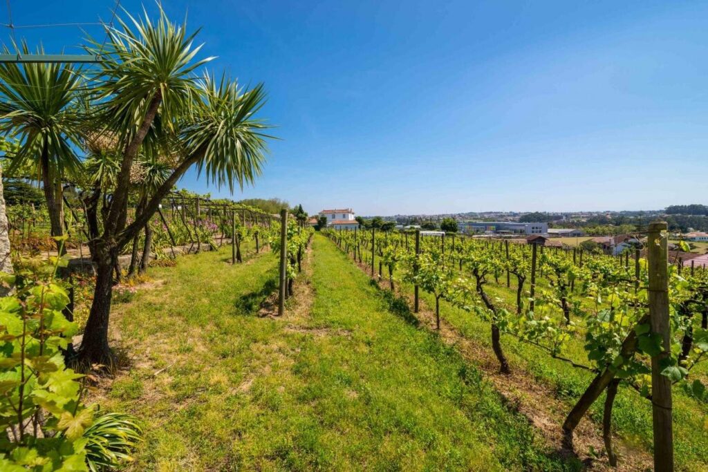 Vineyard Establishment