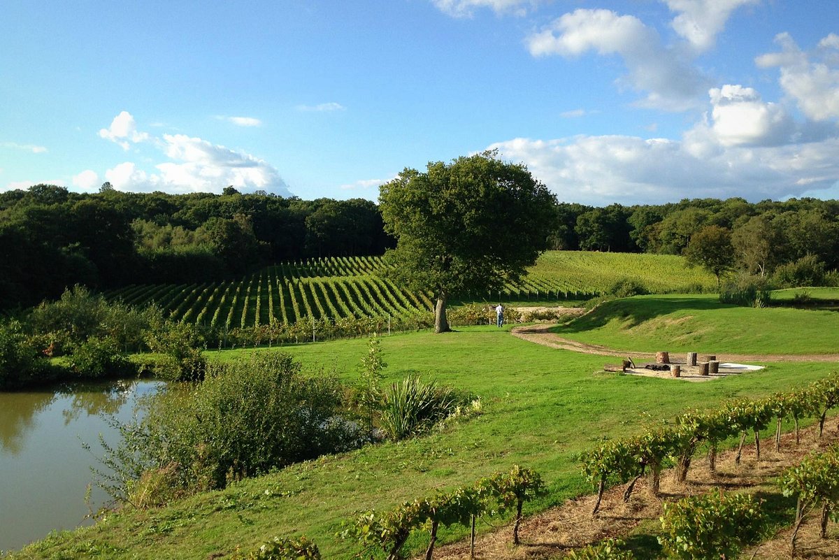 Vineyard Establishment